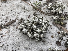 Cladonia prostrata