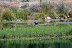 Ardea herodias