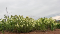 Onosma tanaitica