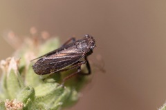 Lystridea
