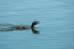 Podilymbus podiceps