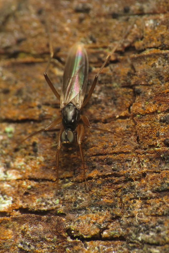 Tachypeza fuscipennis