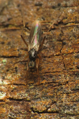 Tachypeza fuscipennis
