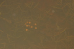 Cacosternum capense