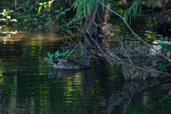 Anas platyrhynchos