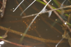 Cacosternum capense