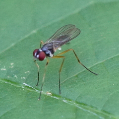 Tanypeza