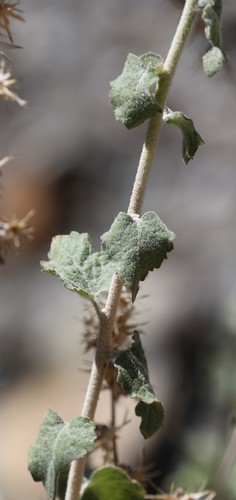 photo of California Brickellbush (Brickellia californica)