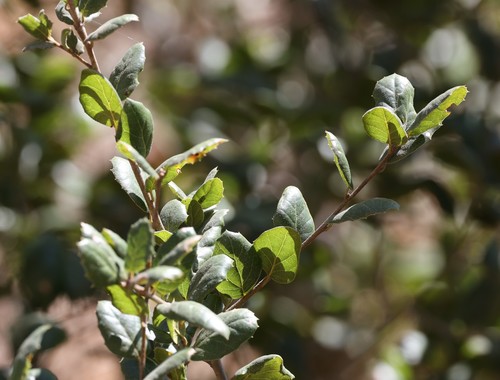 photo of Coast Live Oak (Quercus agrifolia)