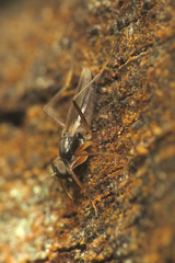 Tachypeza fuscipennis