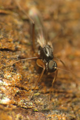 Tachypeza fuscipennis