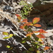 photo of Pacific Poison Oak (Toxicodendron diversilobum)