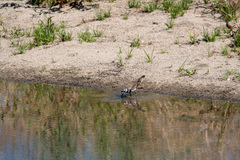 Charadrius vociferus