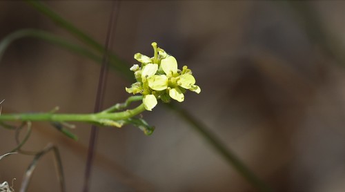 photo of Shortpod Mustard (Hirschfeldia incana)