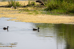 Anas platyrhynchos