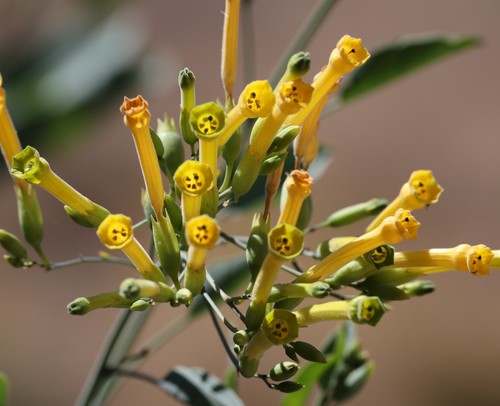 photo of Tree Tobacco (Nicotiana glauca)