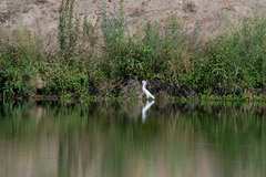 Egretta thula
