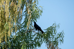 Quiscalus mexicanus
