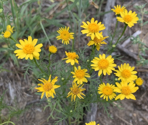 Thymophylla aurea var. aurea