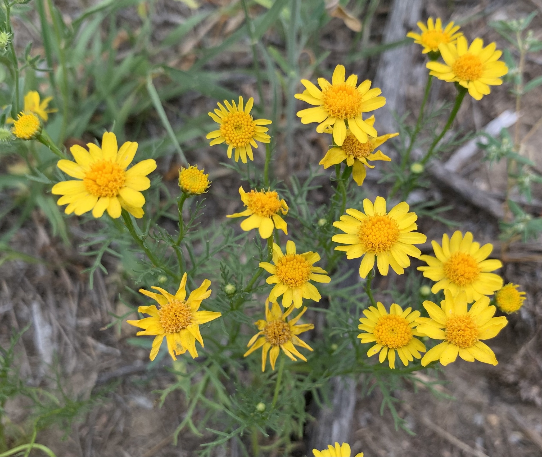Thymophylla aurea var. aurea