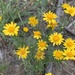 Thymophylla aurea aurea - Photo (c) FrontRangeWildflowers, some rights reserved (CC BY-NC), uploaded by FrontRangeWildflowers