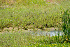 Charadrius vociferus