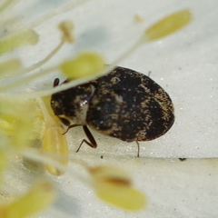 Anthrenus museorum