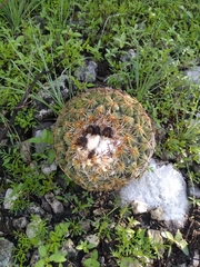 Coryphantha pseudoradians