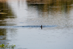 Fulica americana