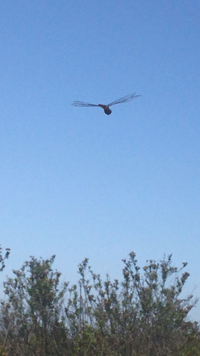 iNaturalist observation photo of Wandering Glider