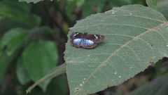 Pythonides jovianus crameri