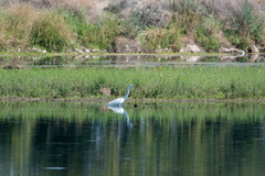 Ardea alba