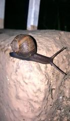 Cornu aspersum