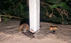 Cornu aspersum