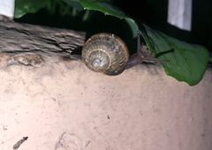 Cornu aspersum