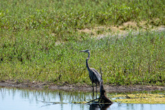 Ardea herodias