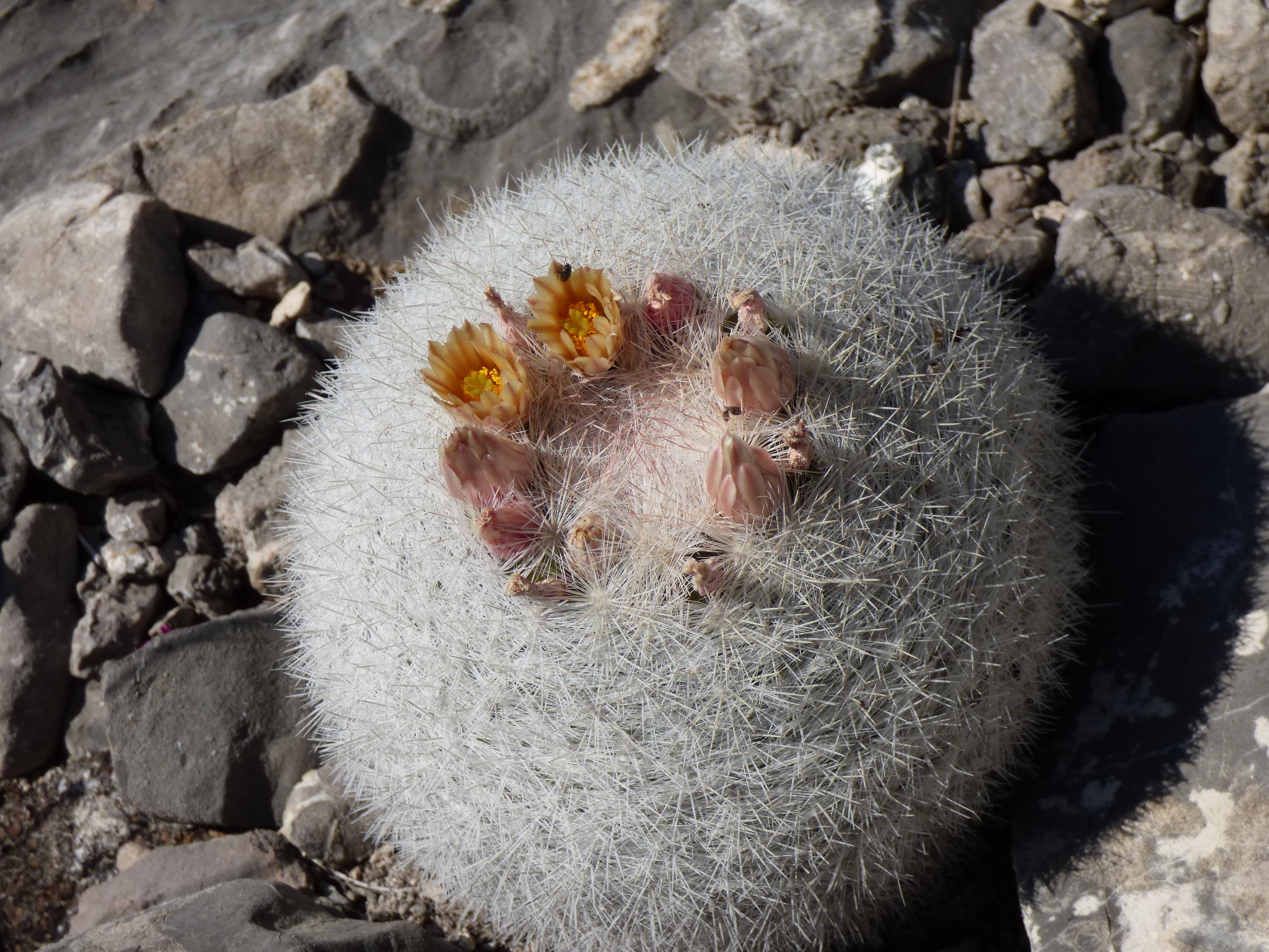 Mammillaria candida