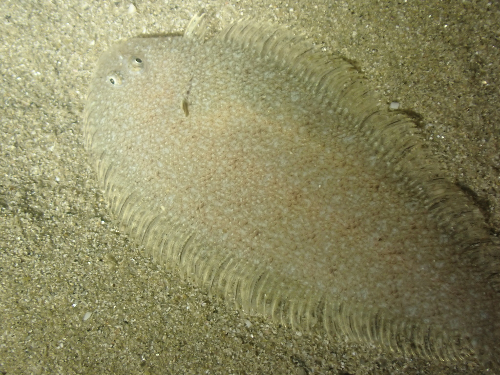 Solenette (Buglossidium luteum) — Soleidae