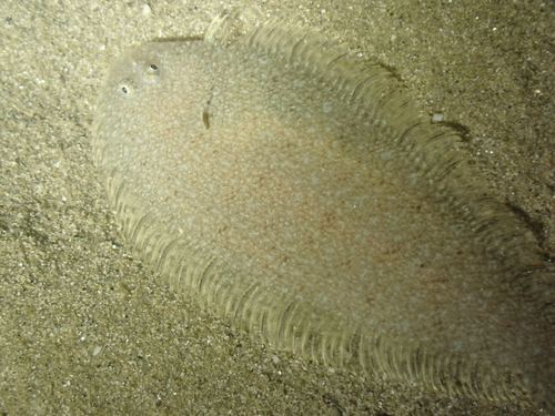 Solenette (Buglossidium luteum) — Soleidae