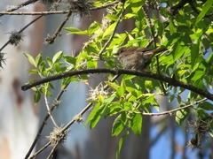 Passer domesticus domesticus