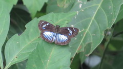 Pythonides jovianus crameri