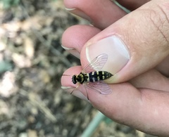 Chrysopilus ornatus