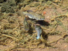 Cyprinodon macularius