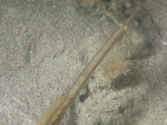 Syngnathus rostellatus