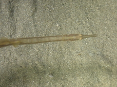 Syngnathus rostellatus