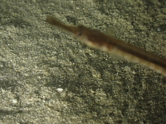 Syngnathus rostellatus