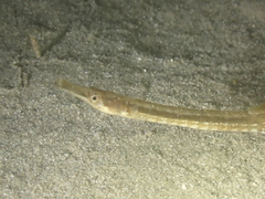 Syngnathus rostellatus