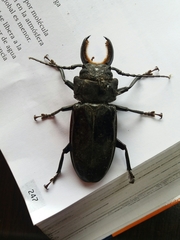 Mallodon chevrolatii