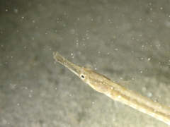 Syngnathus rostellatus