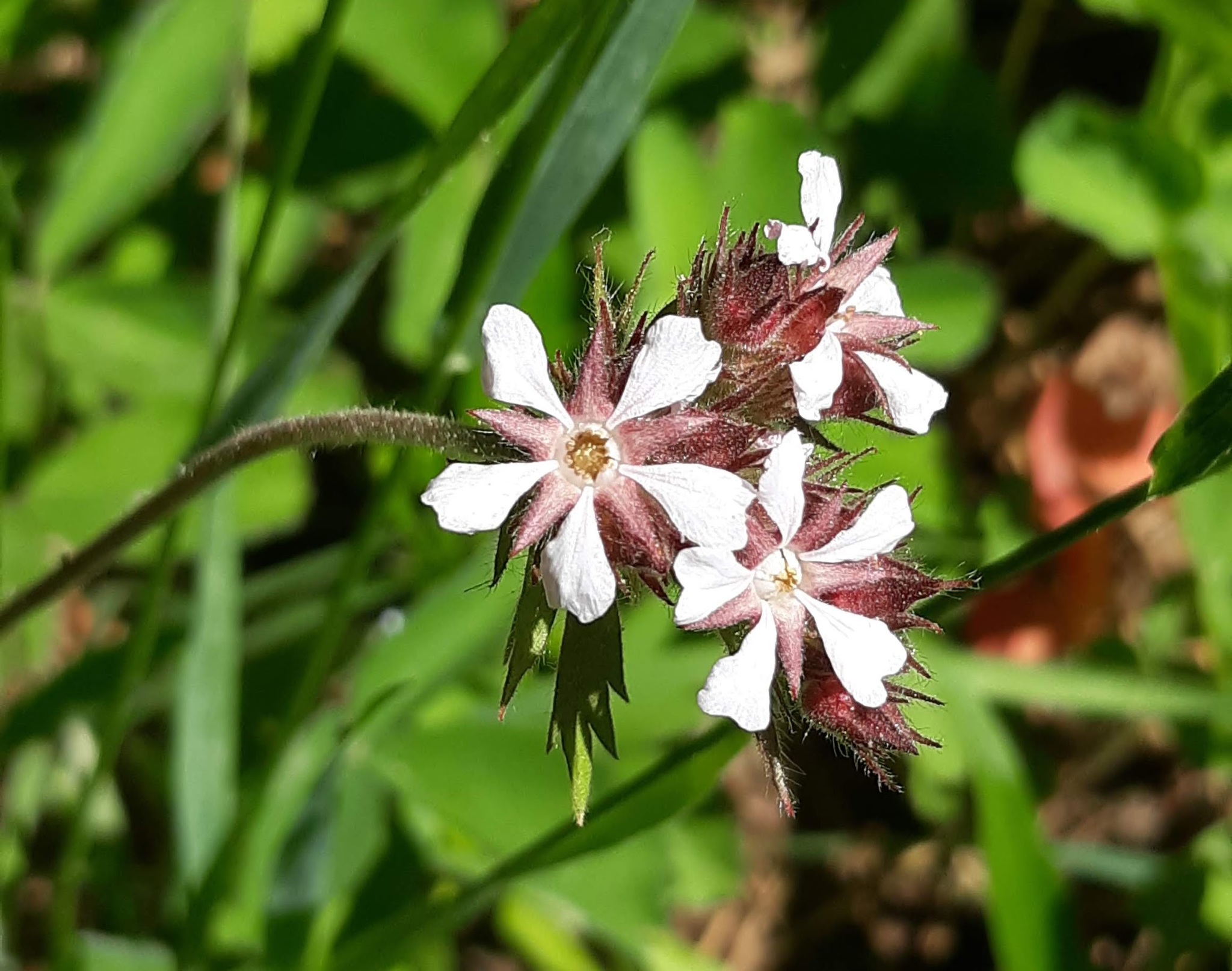 Horkelia fusca